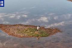 美丽中国行丨万物比邻 各得其乐!看三江源国家公园的动人风景