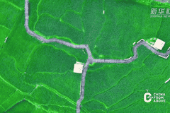 青穗垂田稻香漫,福建盛夏田园诗