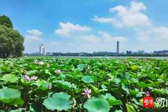 为一片荷,赴一座城!江苏这两地凭何成为“慢充”顶流?