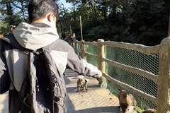 峨眉山回应游客用假蛇驱赶猴子:猴子天生怕蛇但不宜模仿