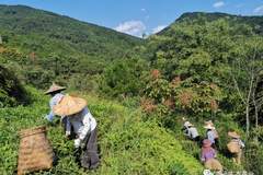 乌龙老茶茶多酚有核心质变 七年节点达风味与成分新平衡