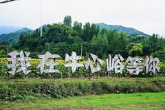 秦岭北麓葵海绽放 蓝田牛心峪绘就秋日田园画卷