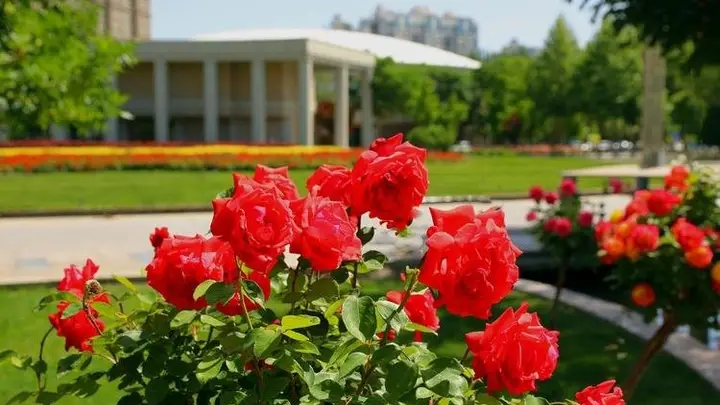 为什么中国路边随便种的花，能让发达国家游客集体破防？真相扎心