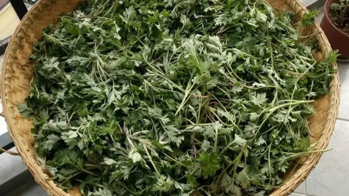 入夏后最该吃什么？这几种鲜嫩野菜别错过，清香可口风味佳！