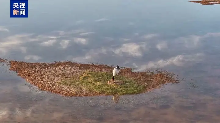 美丽中国行丨万物比邻 各得其乐!看三江源国家公园的动人风景