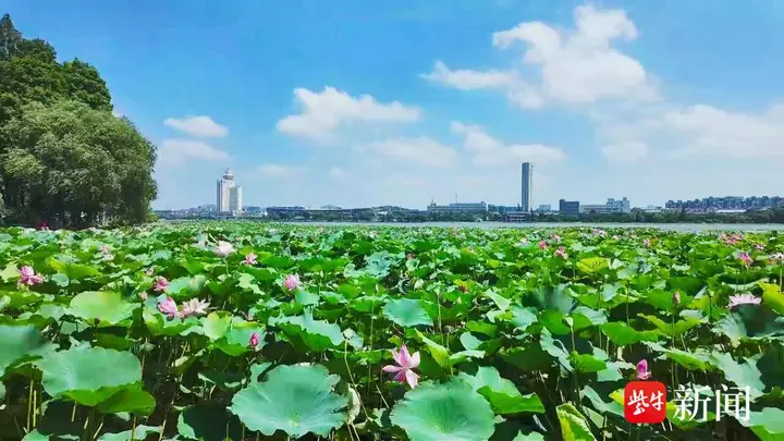 为一片荷,赴一座城!江苏这两地凭何成为“慢充”顶流?
