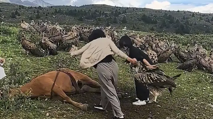 阻止高山兀鹫吃马尸:无知行为危害生态与人身健康