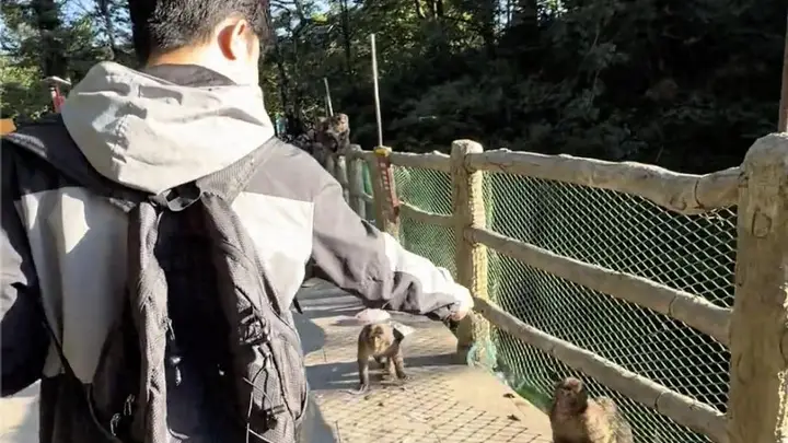 峨眉山回应游客用假蛇驱赶猴子:猴子天生怕蛇但不宜模仿