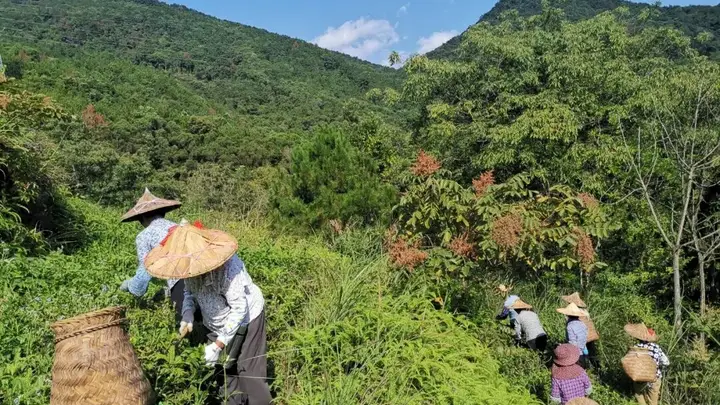 乌龙老茶茶多酚有核心质变 七年节点达风味与成分新平衡