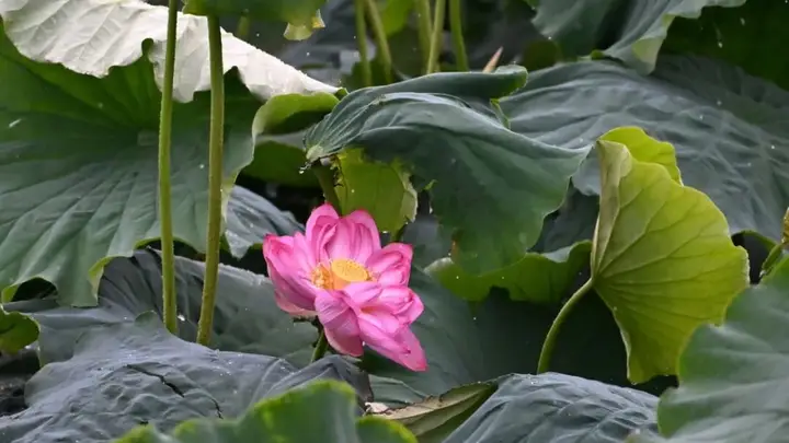 鹤庆西草海百亩荷花盛放 暑期游船逛市集还有文化盛宴