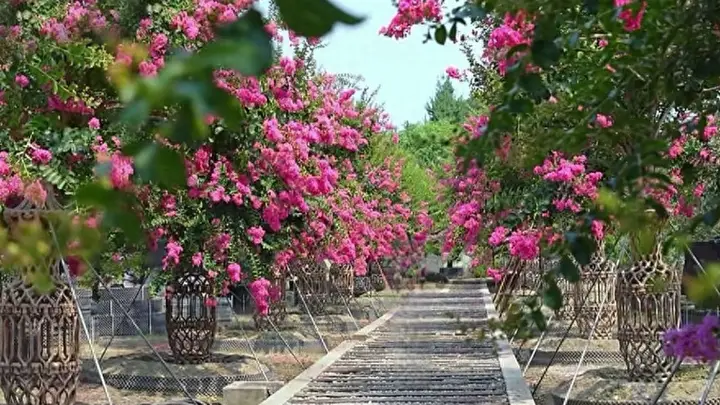 成都温江这座私人苗圃成新晋赏薇胜地 紫薇花隧道+古桩盆景打造绝美夏日大片还免门票