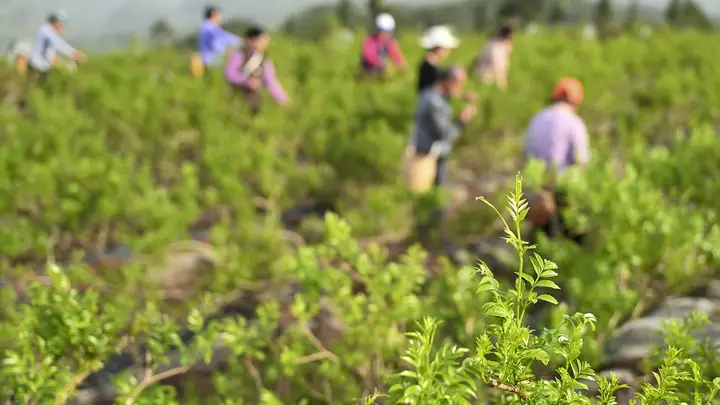 第四届来凤国际藤茶大会落幕 深山小众藤茶借盛典走向世界