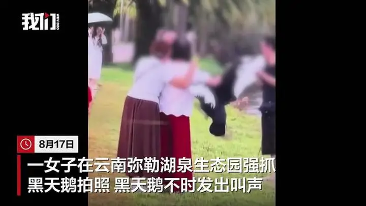 云南弥勒一女子强抓黑天鹅拍照，黑天鹅不时发出叫声，景区：已将女子劝离园区