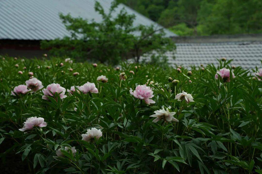 3条小众徒步线路，解锁秦岭夏日避暑天堂