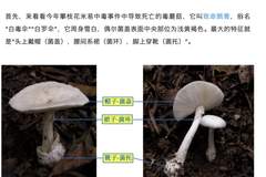 郑州一火锅店菜单现剧毒“白杆杆”?店家称正规渠道采购,当地市监未接到相关投诉