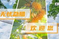 勐腊国学 | 普洱茶古六大茶山之倚邦茶山