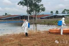 广西宾阳通报“养殖场大量生猪死亡”:积水过深无法通车,死猪一时难以打捞,造成部分死猪在场内漂浮,预计7月11日完成无害化深埋处理