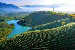 蹲点深一度|古茶村展新韵