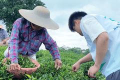 观田间采茶劳作,探产销完整茶链|我院 “笃志向善” 突击队深入茶乡全产业链调研