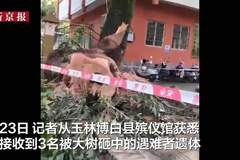 广西玉林博白公园大树倒伏酿悲剧 3人遇难多名伤者送医救援已处置完毕