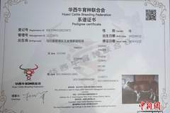当华西牛成为全国拍卖会上的“主咖”