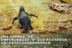 广东首只极危非洲企鹅宝宝在横琴长隆诞生 累计繁育种群破400只成全球最大人工保育种群