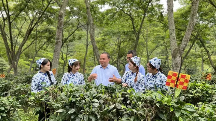 理论创新赋能茶产业|罗大友《搭建“四茶体系” 推动茶产业高质量发展》刊发《中国企业报》