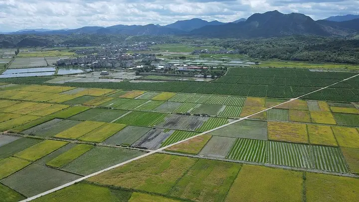 虚报水稻种植面积 农业局不怕卫星揭穿？