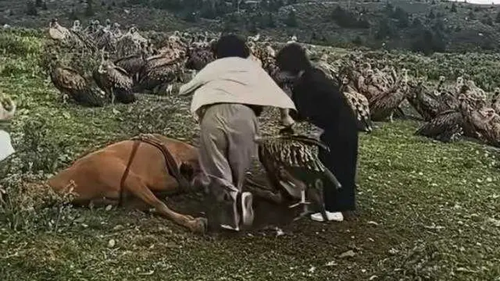 好心办了坏事!女游客心疼死马驱赶秃鹫,一腔善意,却忽略了严重后果
