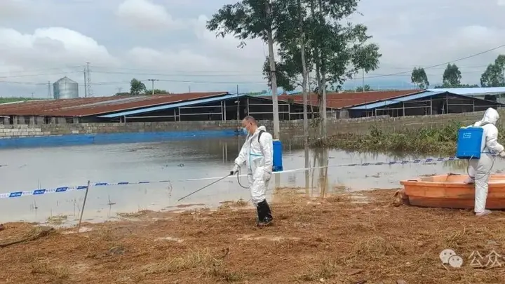 广西宾阳通报“养殖场大量生猪死亡”：积水过深无法通车，死猪一时难以打捞，造成部分死猪在场内漂浮，预计7月11日完成无害化深埋处理