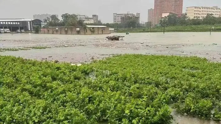 广西洪水之下，“中国茉莉之乡”遭遇灭顶之灾