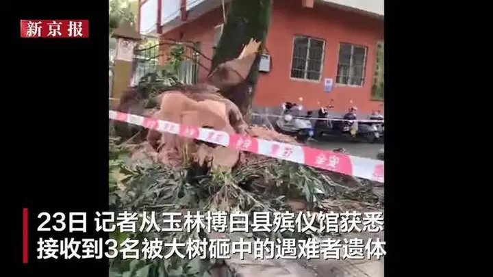广西玉林博白公园大树倒伏酿悲剧 3人遇难多名伤者送医救援已处置完毕