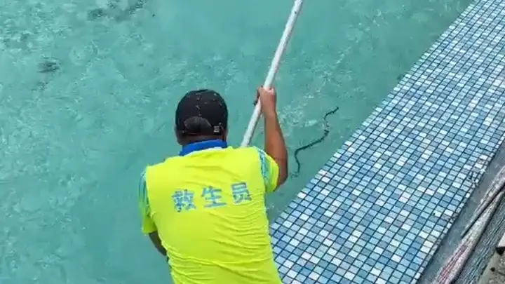 广东清远一景区泳池现蛇 工作人员称无毒已处理
