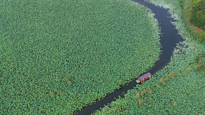 看见雄安｜荷风拂水乡，游船揽盛夏