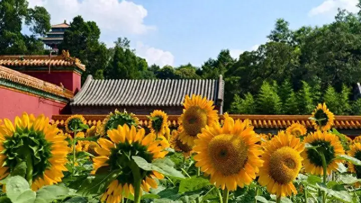 中轴线夏日赏花盛宴 三大皇家景点打造古都花事高光体验