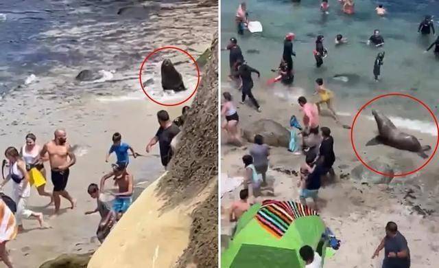 7.13日：快往高处跑呀，加州海滩的暴躁巨型海狮疯狂追人，现场场面一度失控