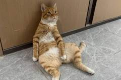 它是小区的“楼长”,也是一只流浪猫,却又同时有着上百个家!
