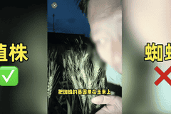 农业网红诋毁袁隆平成果,不能只封号就完事