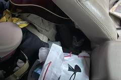 猫咪神偷，偷上朋友的司机座