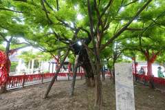 文旅新探丨项王故里：千年古槐新景观