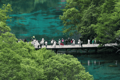 【热议】九寨沟湖水靠染色才呈现蓝色？官方辟谣并详解斑斓水色成因