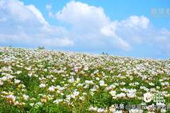 内蒙古:邂逅牙克石清凉夏日盛景