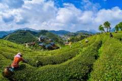 福建大田:盛夏出“金叶” 高山茶飘香