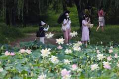 圆明园第三十一届荷花节打造夏日文旅盛会,千亩荷花迎最佳观赏期