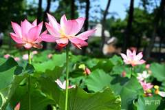 夏日荷花醉游人——河南新县红廉文化园美景引客来