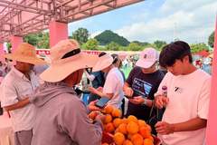 来永乐赴一场“桃”醉之旅 摘鲜桃住民宿品美食 这份周末游玩攻略别错过