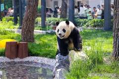 号外！北京动物园已开启夏日“消暑模式”