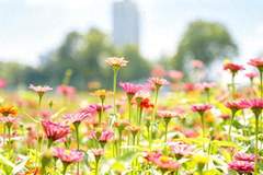 北京通州潞邑花海邀你打卡花间云趣乐园，遛娃、观影、拍大片