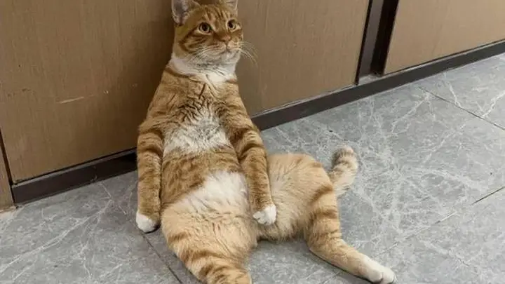 它是小区的“楼长”，也是一只流浪猫，却又同时有着上百个家！