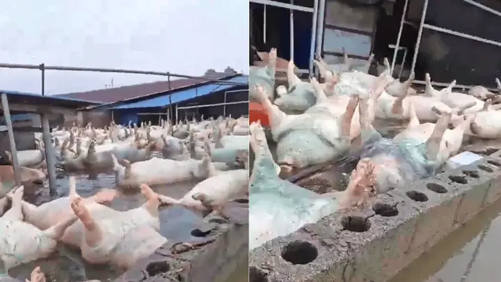 广西宾阳一养猪场被淹,当地回应:死亡生猪约有几千头